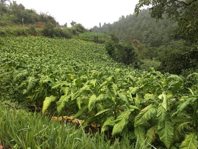 原来最好的烟叶是这么种出来的,亲身探访中国顶级烟叶产地